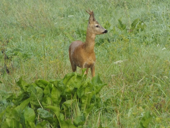 Srnček