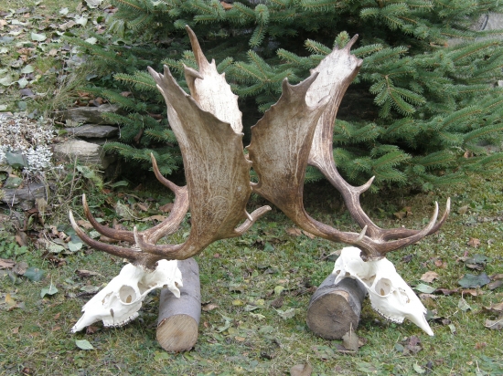 Daniele z ID 137865- už vypracované trofeje...