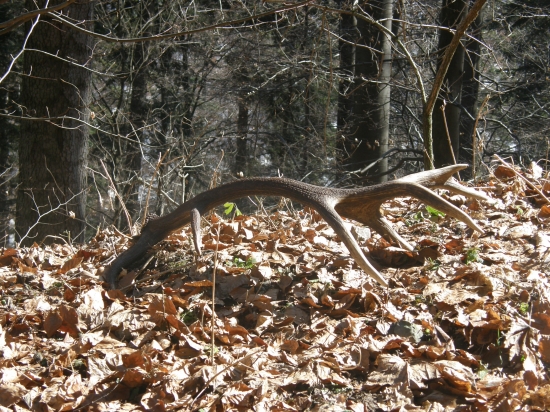 jeden z tých lepších...