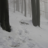 po jelenej špure...