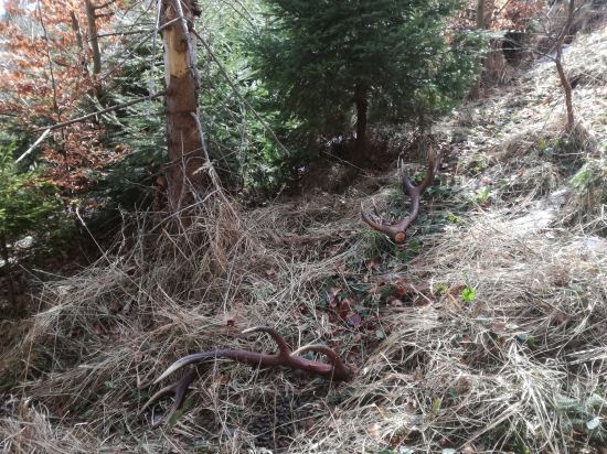 Prvé jarné kvietky.