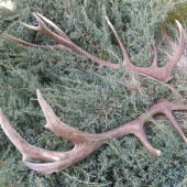 14torák-212,4CIC-6,4kg