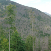 ach ten lykožrút :(