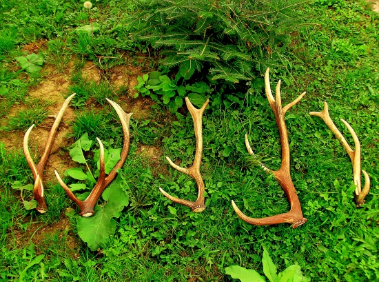 moja zbierka..aj ked malá ale každý paroh potešil