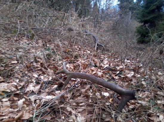 3 kilová minuloročná para