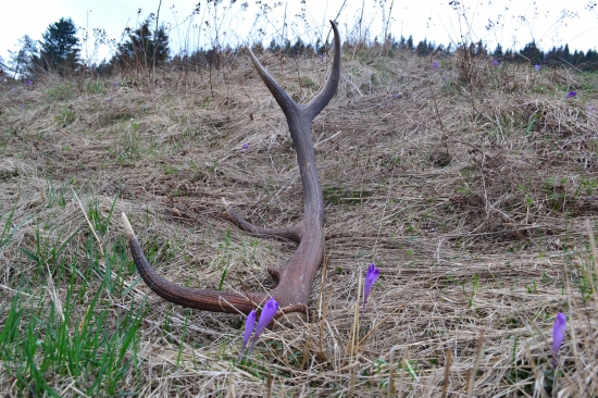 aprílový 116cm 3.5kg