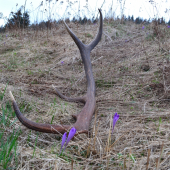 aprílový 116cm 3.5kg