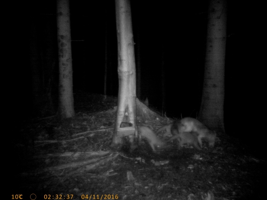 stará s troma mladými