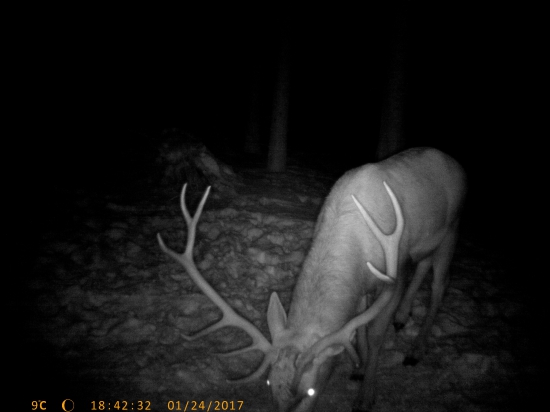 z fotopasce jeden s tých slabších