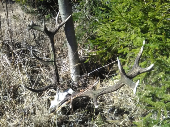 Jeden z tych ktori mali este zit