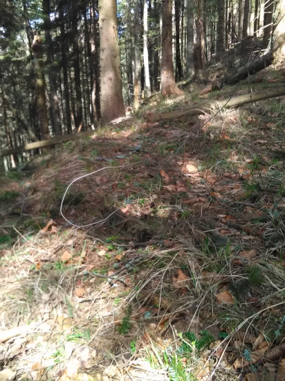 Co vsetko sa da najst v Tom lese