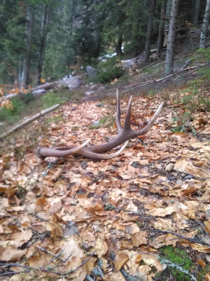 Na jeleňom chodníčku