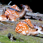 siesta