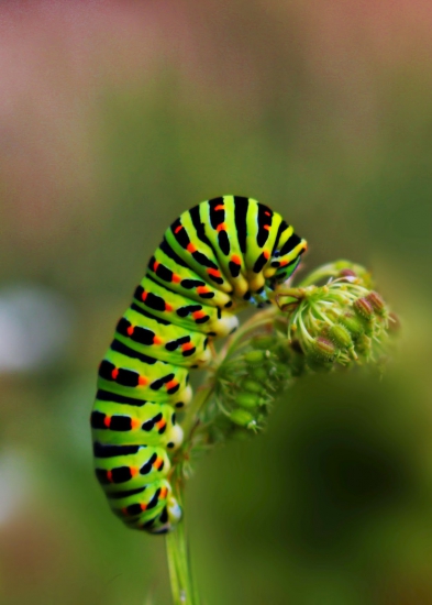 dokonalé maskovanie