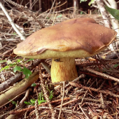 suchohríb