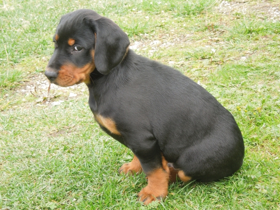 Astor z Levočských vrchov