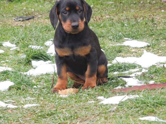 Astor z Levočských vrchov (2)