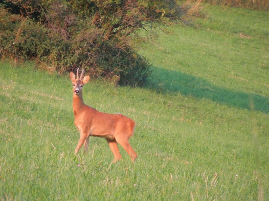 Srnčia ruja 2015
