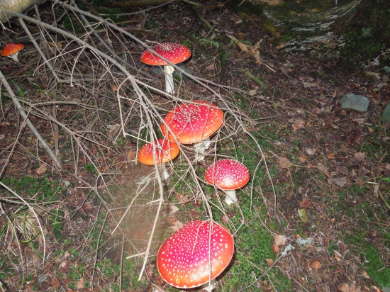 Muchotrávky v decembri ...