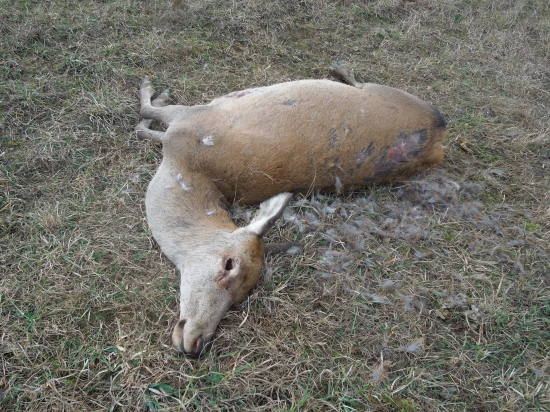 Zrejme postrelená na mäko