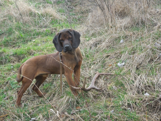 Farbiarik a jeho zhod