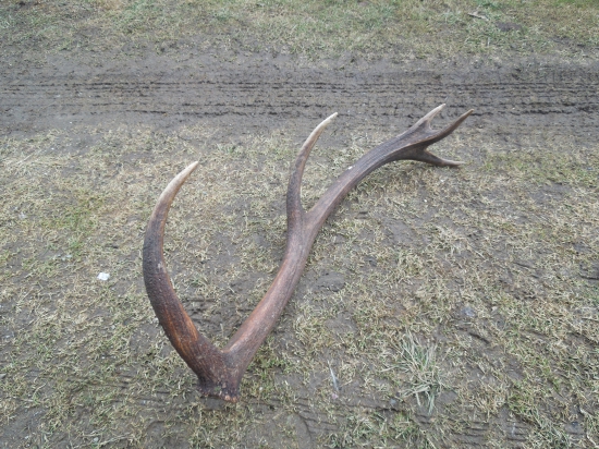 Dnešný ale minuloročný