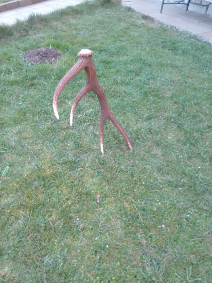 Veľkonočný osmorak