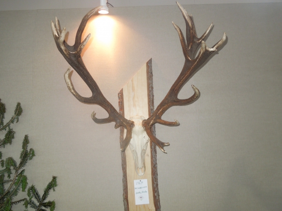 Jeleň jak sa patrí :)