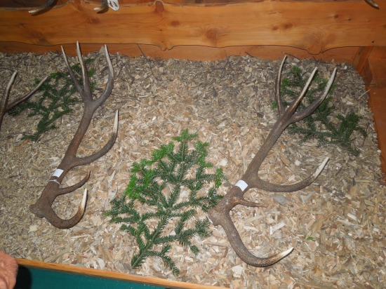 Celoštátna výstava v Nitre 2016  (Zhody)