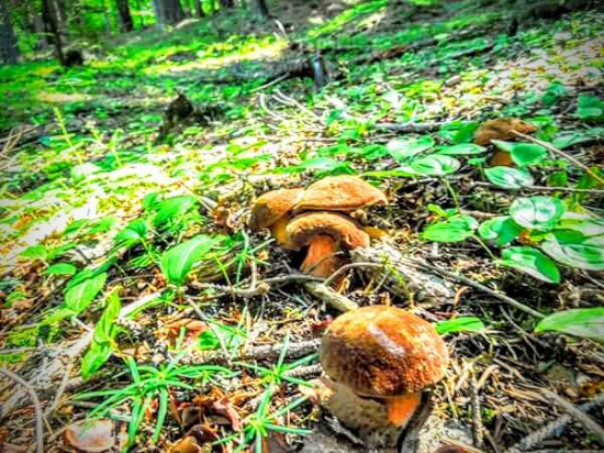 Rastú v plnom prúde