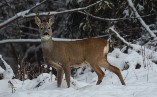 Srnec lesný (Capreolus capreolus)