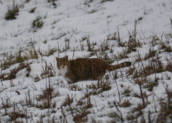 Je to Divá Mačka ?