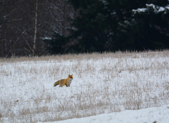 V diaľke.