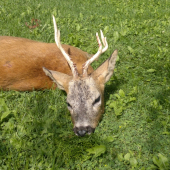 synův letošní
