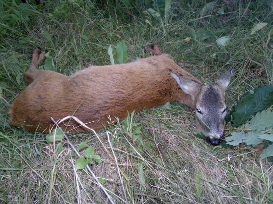 I. VT