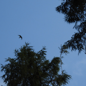 klenot naší přírody