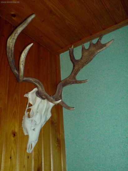 raritní