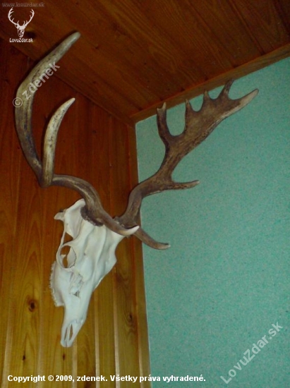 raritní