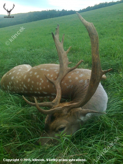 ranný daniel