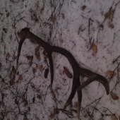 z kategorie este teplych