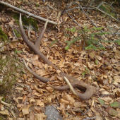 dalsia para kompletna...