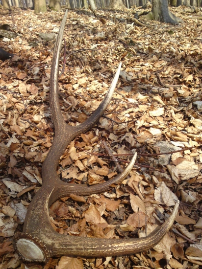 osmak,vidla skoro 50cm