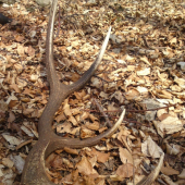 osmak,vidla skoro 50cm