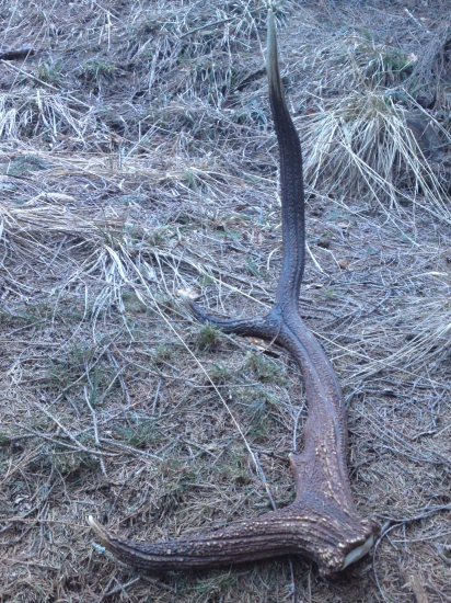 bratov stary skodnik