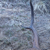 bratov stary skodnik