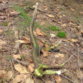 ten uz tiez nieco pamata...