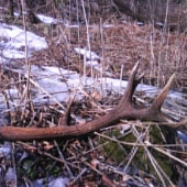 ožina-tu maju jelene radi :)