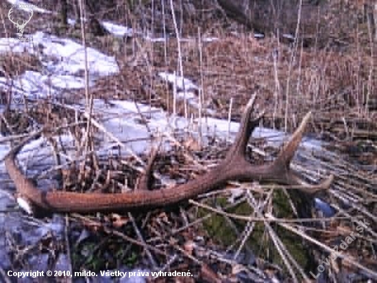 ožina-tu maju jelene radi :)