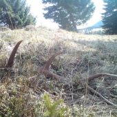 rastu aj na lukach :)