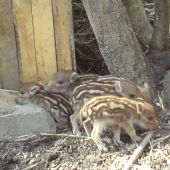 co je male to je mile :)